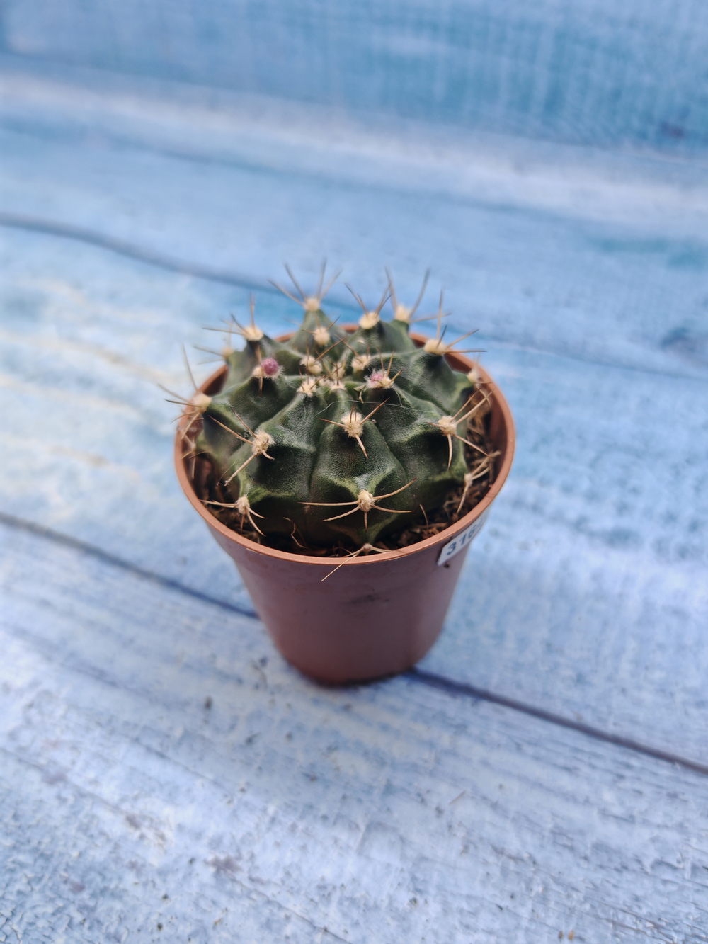 Gymnocalycium Friedrichii (Гимнокалициум)