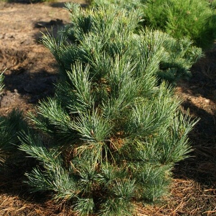 Сосна кедровая европейская (ком) 60-80