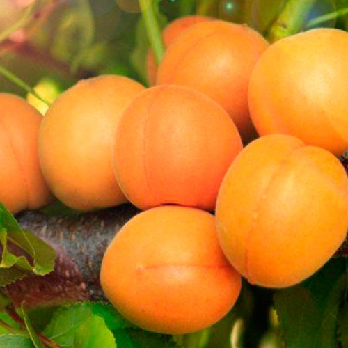Абрикос Медовый