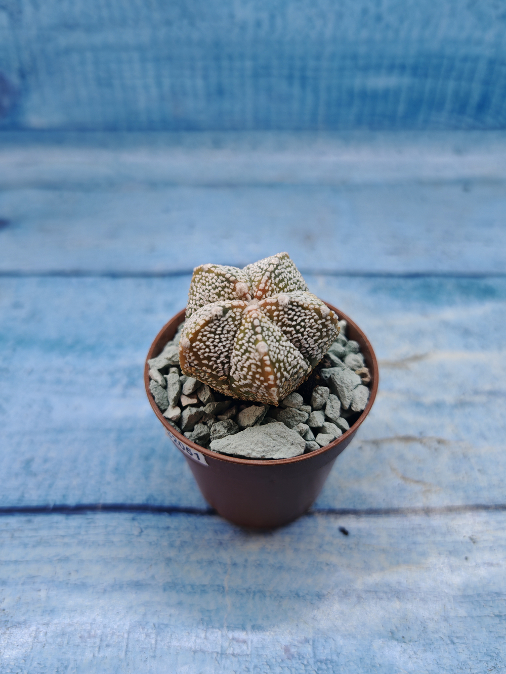 Astrophytum Asterias "Super Kabuto" (Астрофитум)