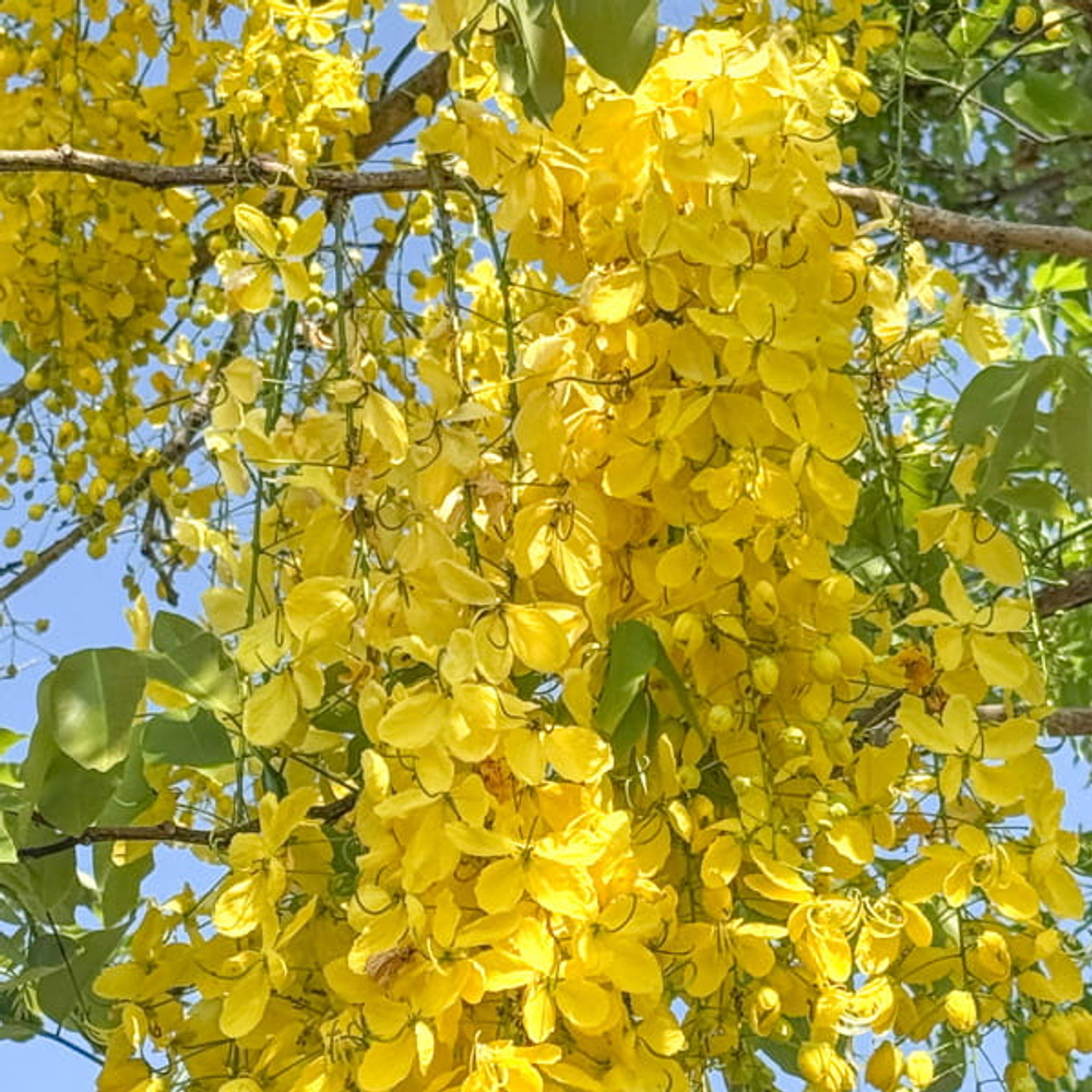 Кассия трубчатая – Cassia fistula