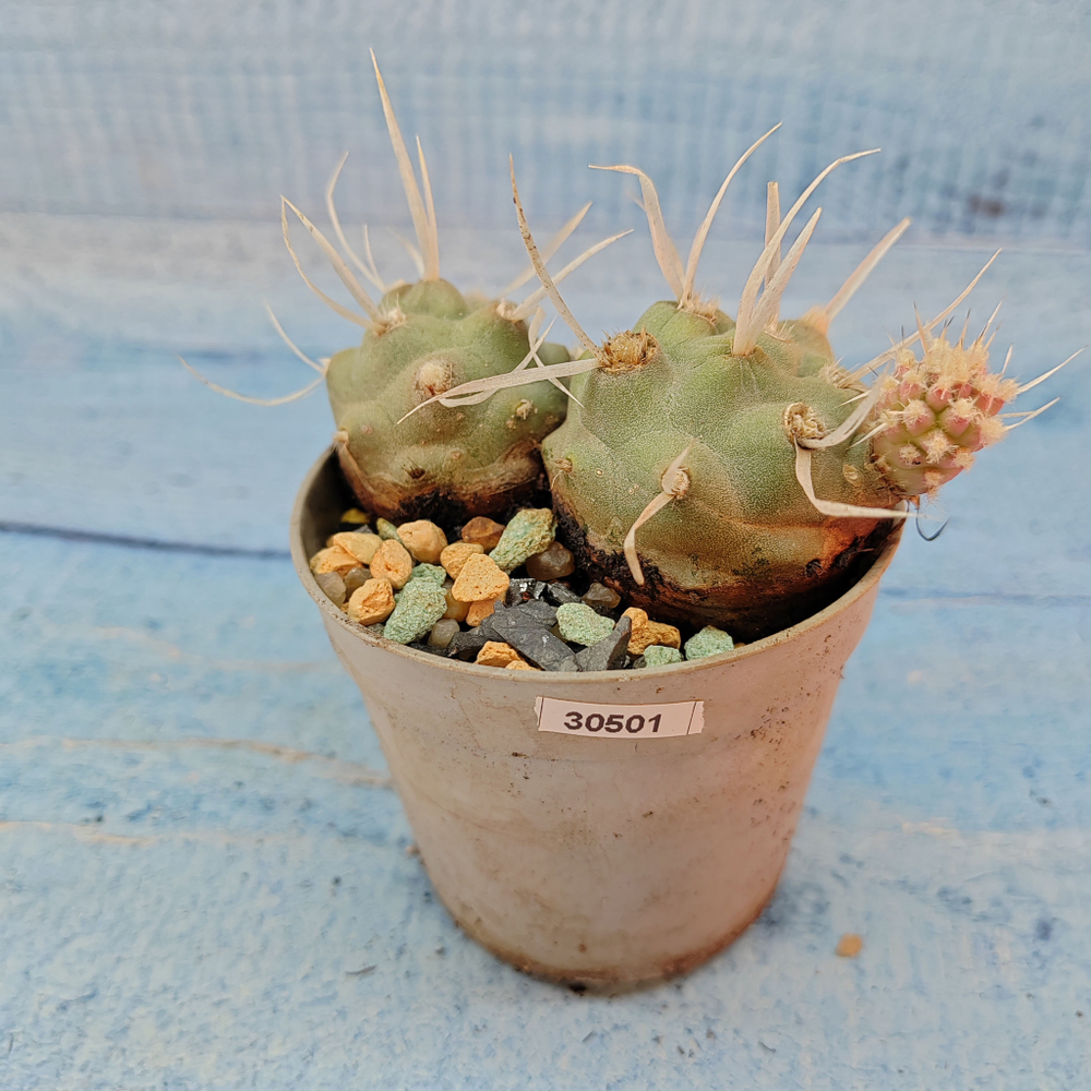 Tephrocactus Articulatus Papyracanthus (Тефрокактус)