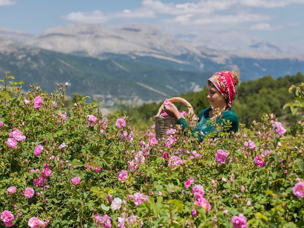 Поля дамасской розы и озеро Салда