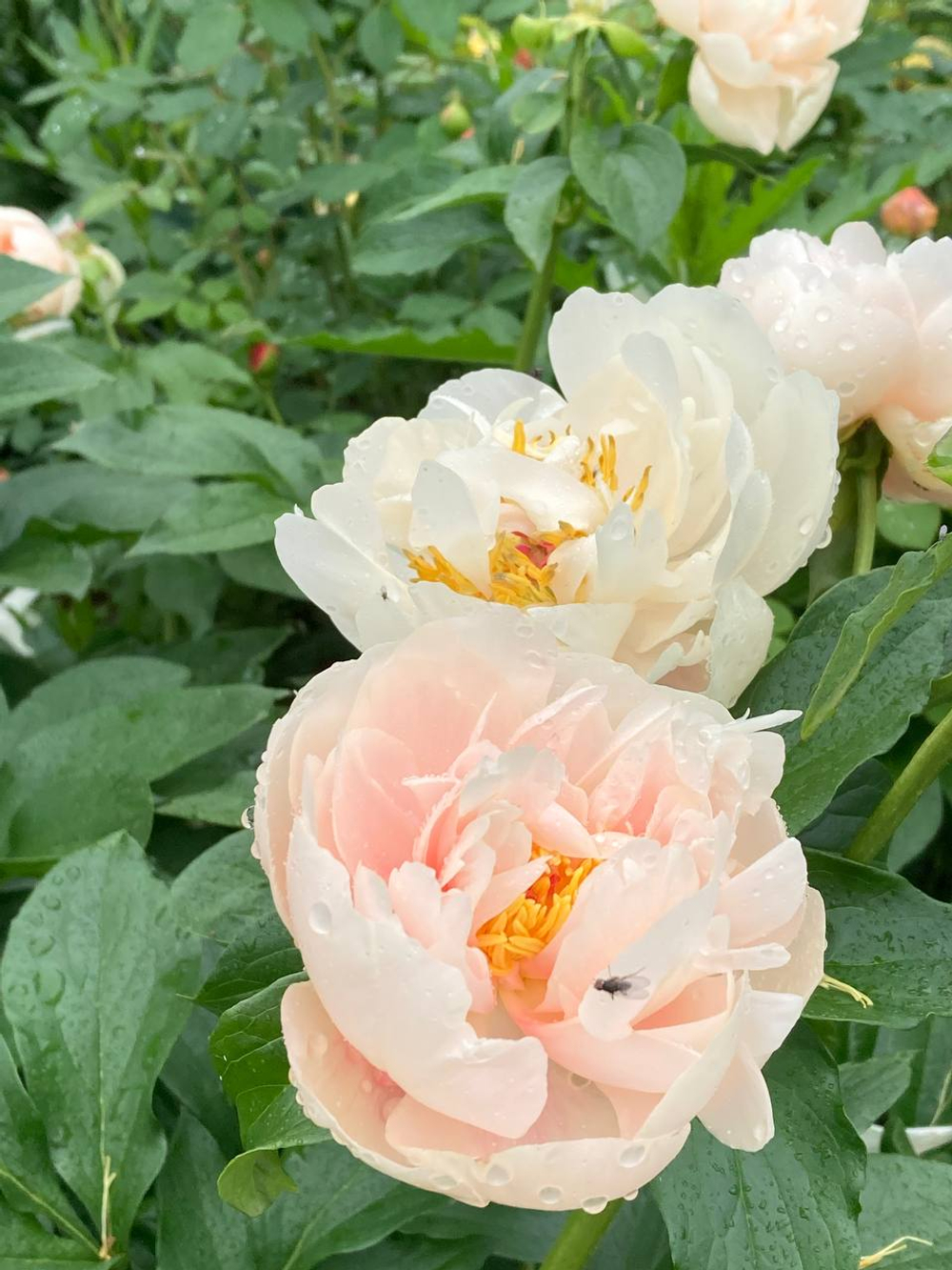 Пион Пастелеганс 3-5 почек Закупка М52 октябрь 2026