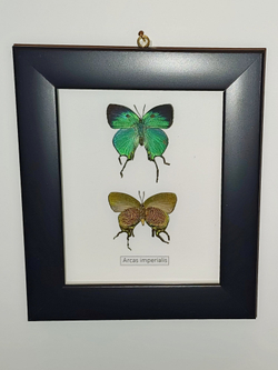 Голубянки Аркасы в рамке