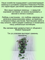 Церопегия Вуда ампельный суккулент