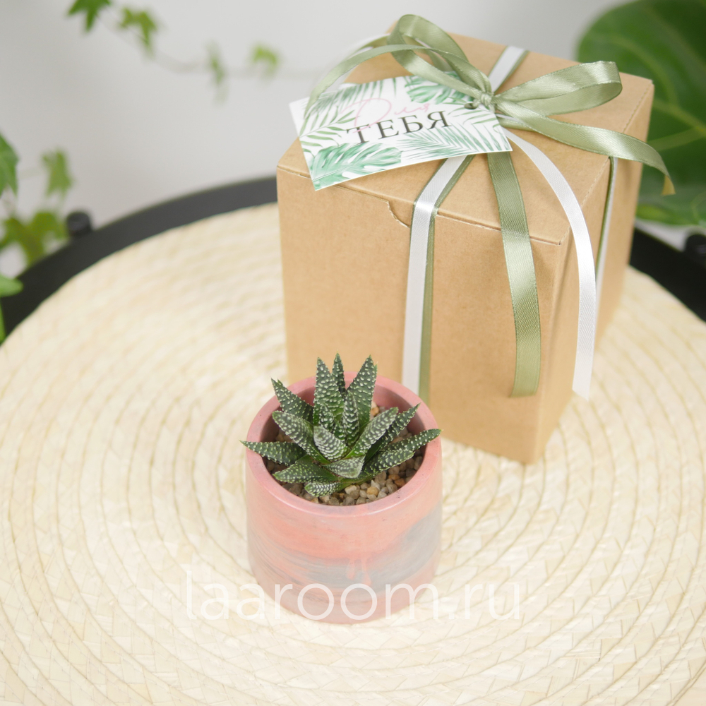 Суккулент в кашпо №5