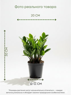 Замиокулькас Pointed Leaf д. 12