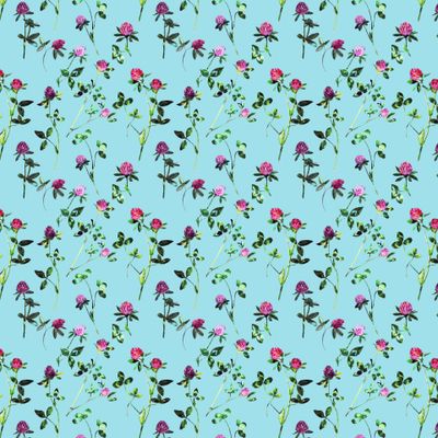 клевер луговой