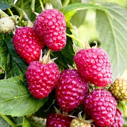 Малина Пингвин (ремонтантная)