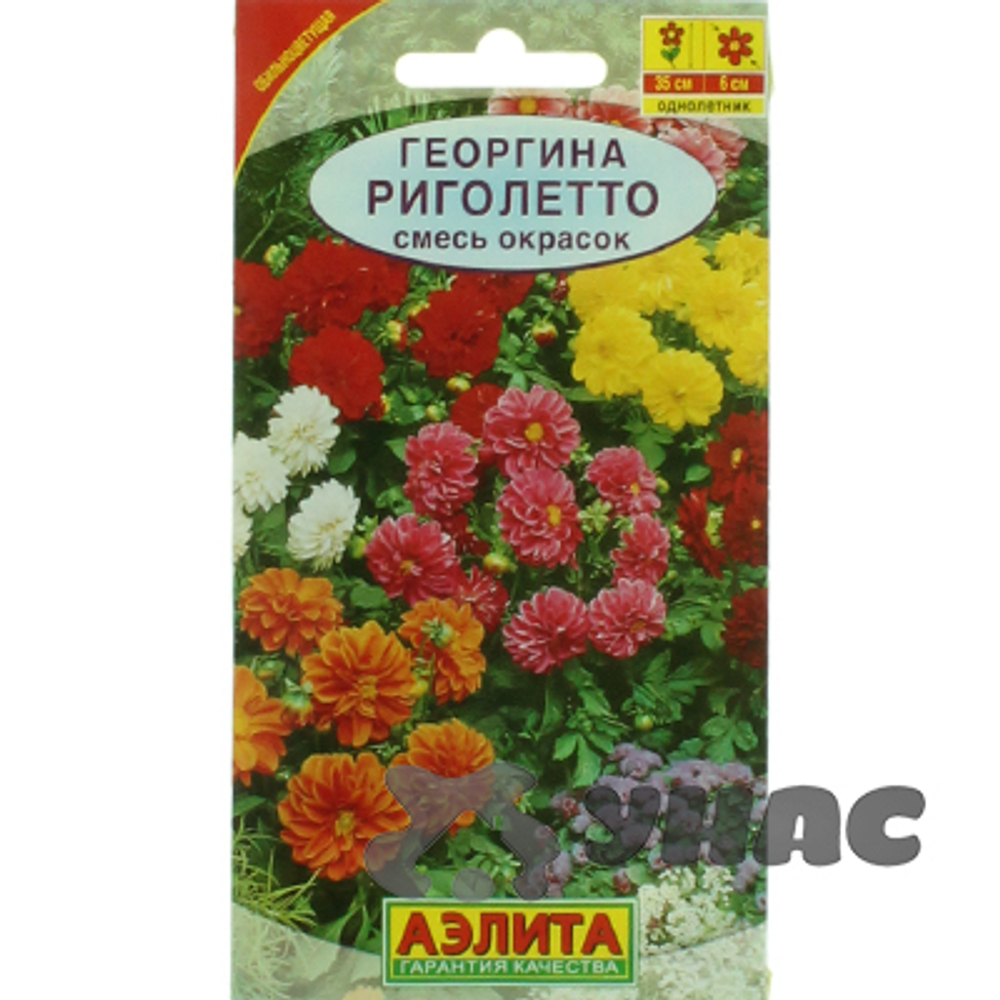Георгин Риголетто смесь Аэлита Ц