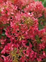 Гортензия метельчатая Петит Черри