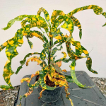 Кротон JAO LAMPANG