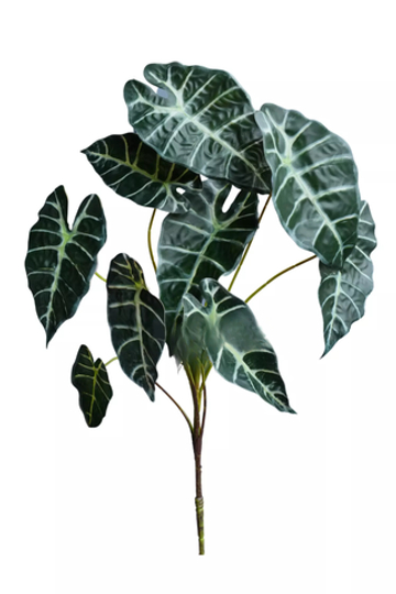 Куст Алоказии из 9 листьев