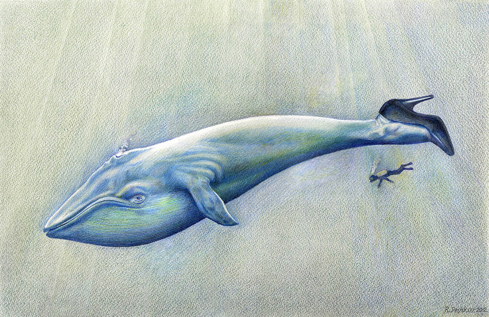 Пешков Р. В. Кит. Смешанная техника. Россия, 2012 г.