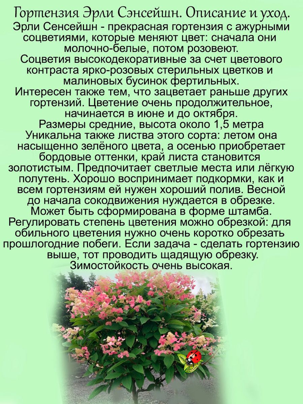 Гортензия Эрли Сенсейшн метельчатая многолетник