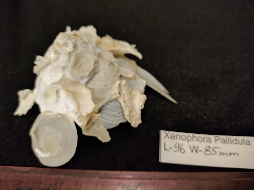 Ксенофора Паллидула " 93мм-110мм"