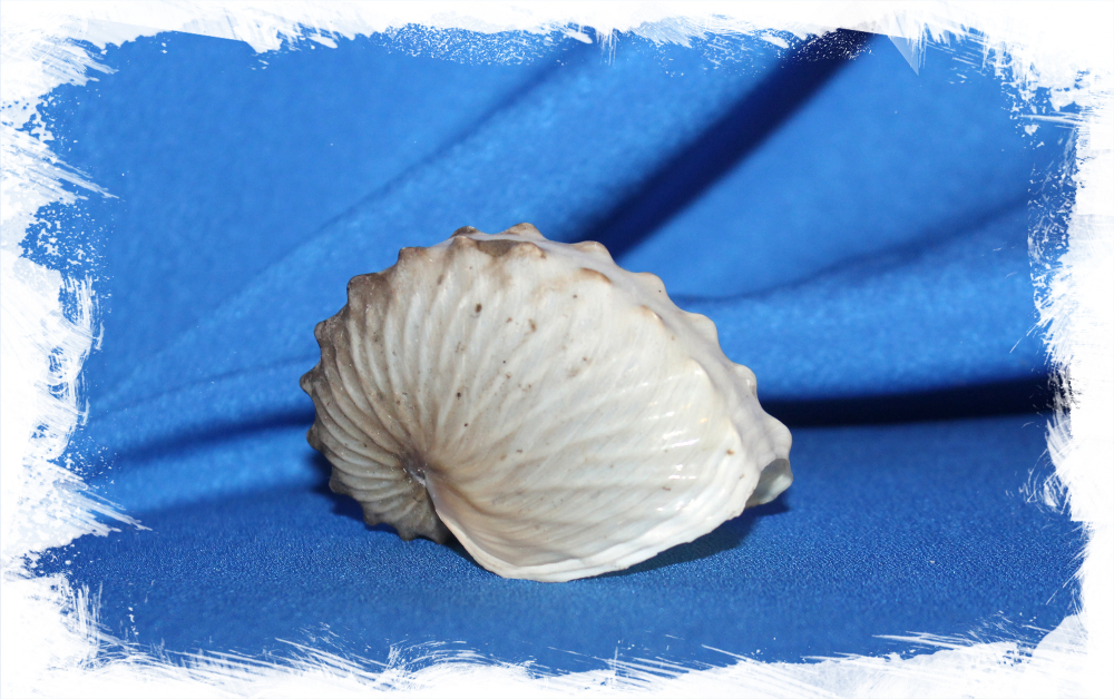 Ракушка аргонавт Хиенс, Argonauta hians