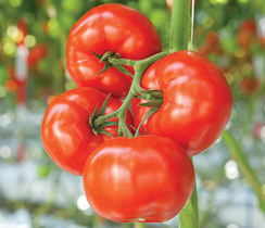 Ребельски F1 семена томата индетерминантного (De Ruiter Seeds / Де Ройтер Сидс)