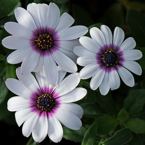 Остеоспермум AKILA WHITE PURPLE EYE