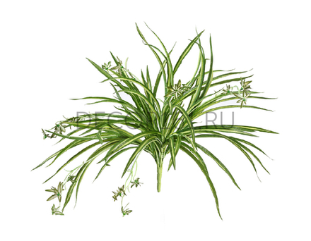 Хлорофитум бело-зелёный куст с ростками в-45 см, д-60 см (Sensitive Botanic) 12/96 20.1192N
