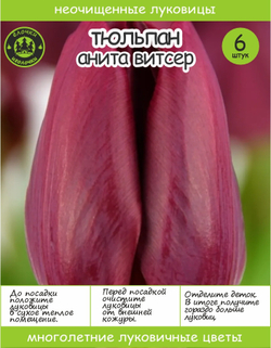 Тюльпан Луковица, Анита Витзер, 6+шт