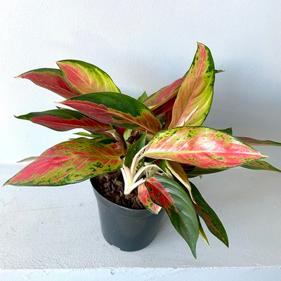 Аглаонема "Сукхом Джайпонг"