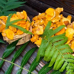 Лисички свежие лесные / 500 гр Лисички свежие лесные / 500 гр