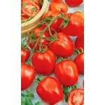 Семена Томат Элегант (УД) Е/П