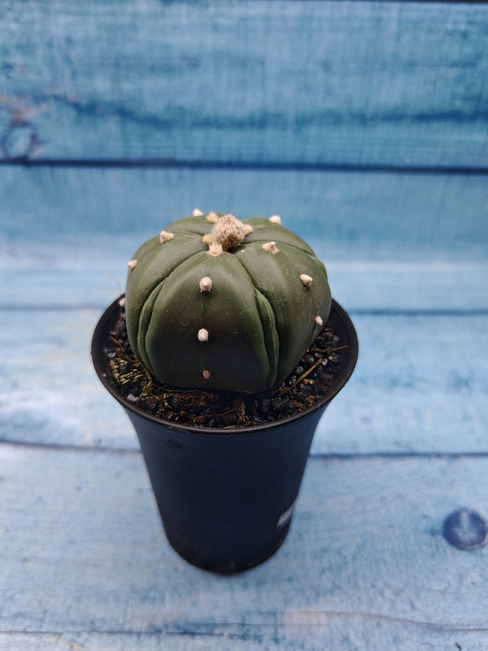 Astrophytum Asterias (Астрофитум)