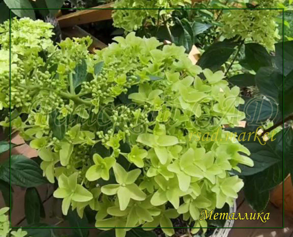 Гортензия метельчатая Металлика (Hydrangea paniculata `Metalica`)