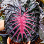 Колоказия POSEIDON