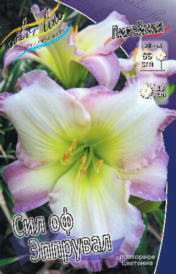 Лилейник Сил Оф Эппрувал