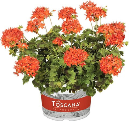 Пеларгонии ЕВРО в наличии
