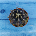 Gymnocalycium Friedrichii (Гимнокалициум)