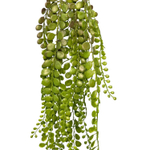 Дисхидия 75 см.