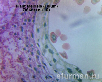 Цифровая окулярная камера ТупТек SCMOS01300KPA для микроскопов