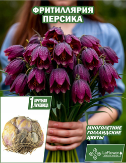 Луковичные цветы, Фритиллярия Персика, 1шт
