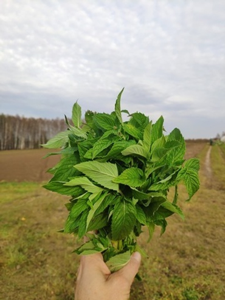Мята свежая Длиннолистная