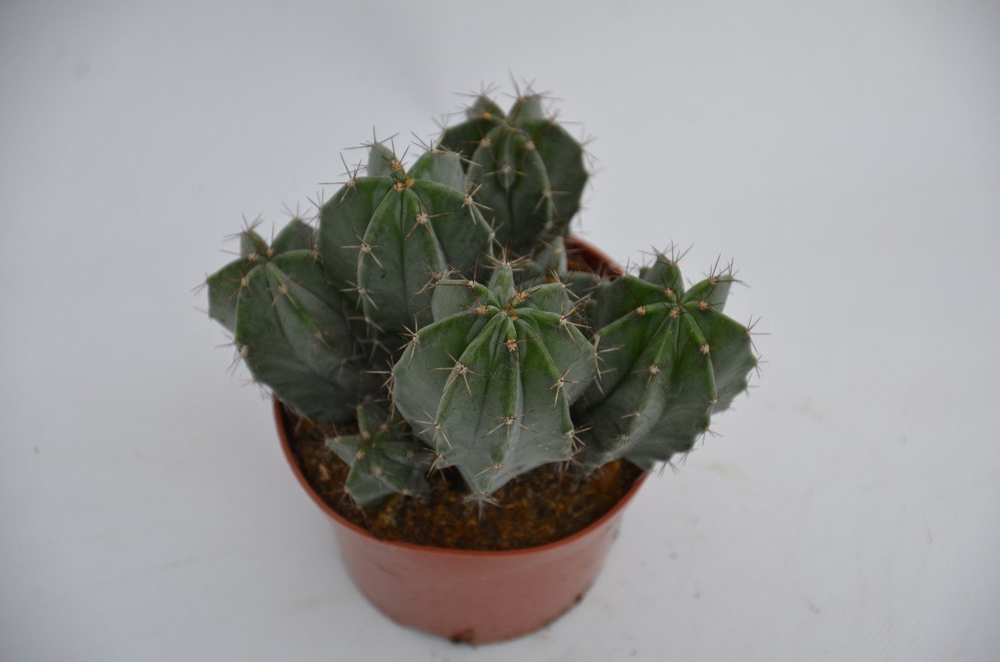 Кактус д. 5,5