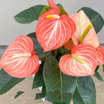 Антуриум Андре LIVIUM ORANGE (H73)