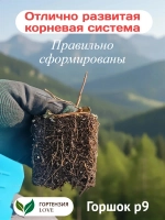 Сандей Фрайз гортензия метельчатая