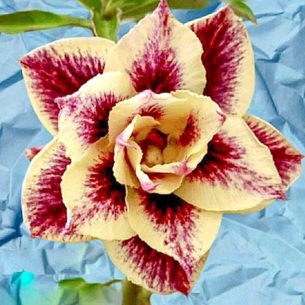 Адениум LUZIFER