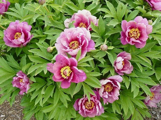 Пион Янки дудл денди 3-5 почек Закупка М81 октябрь 2026