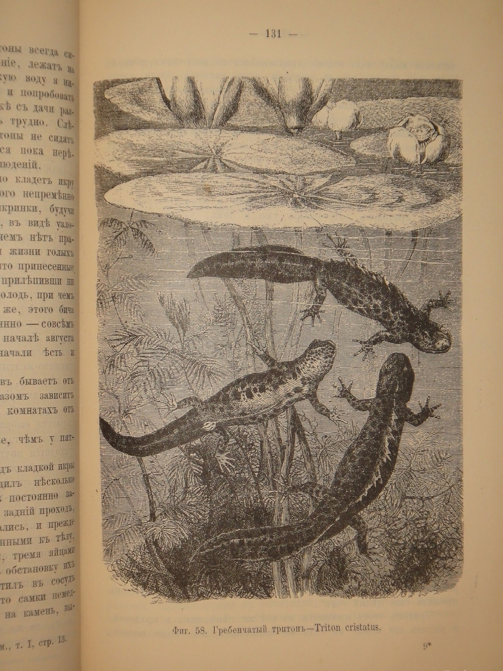 "Аквариум любителя. Подробное описание флоры и фауны аквариума, устройство аквариума, уход за ним и пр.". Н.Ф.Золотницкий. 1890г.