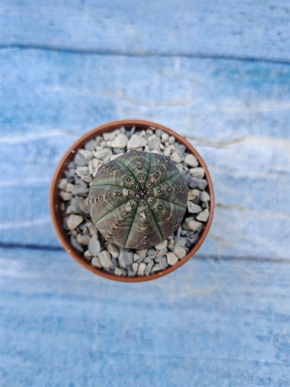 Euphorbia Obesa (Эуфорбия)