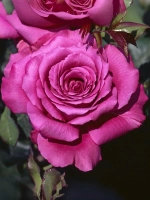 Роза чайно-гибридная Клод Брассер