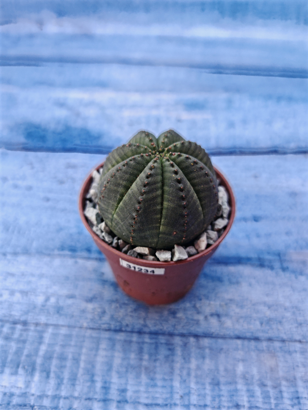 Суккулент Euphorbia Obesa (Эуфорбия)