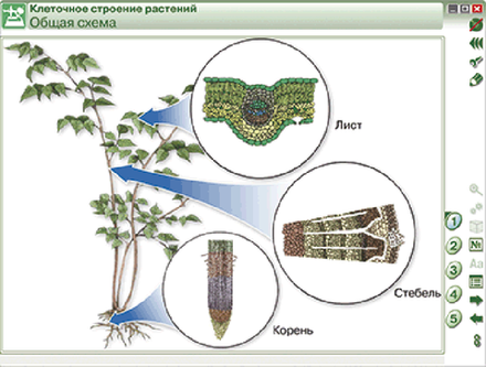 Наглядная биология. Химия клетки. Вещества, клетки и ткани растений