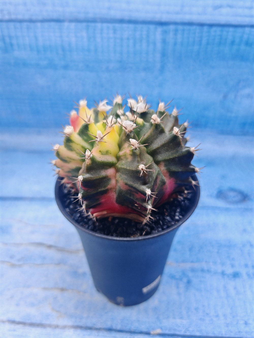 Gymnocalycium Variegata (Гимнокалициум Вариегатный)